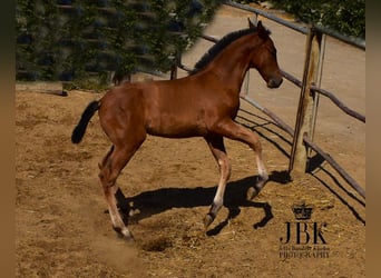 Andalusiër Mix, Hengst, 1 Jaar, 163 cm, Bruin