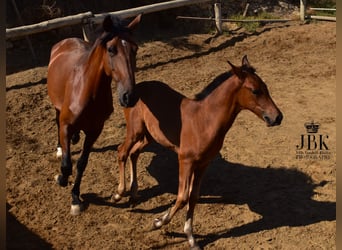 Andalusiër Mix, Hengst, 1 Jaar, 163 cm, Bruin
