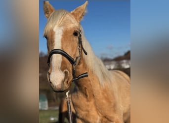 Andalusiër Mix, Hengst, 1 Jaar, 163 cm, Palomino