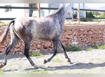 Andalusiër, Hengst, 1 Jaar, 163 cm, Roodbruin