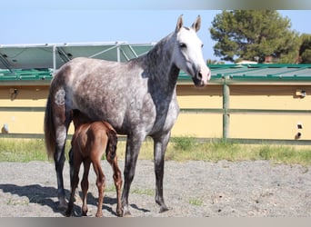 Andalusiër, Hengst, 1 Jaar, 163 cm, Roodbruin