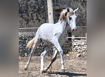 Andalusiër, Hengst, 1 Jaar, 163 cm, Schimmel