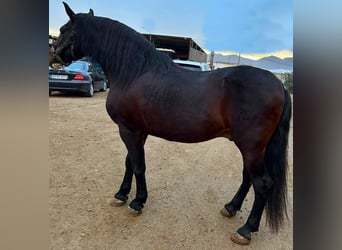Andalusiër, Hengst, 1 Jaar, 164 cm, Bruin