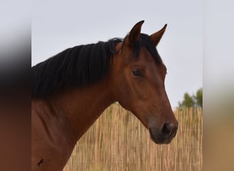 Andalusiër, Hengst, 1 Jaar, 165 cm, Bruin