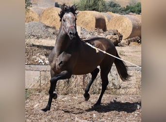 Andalusiër, Hengst, 1 Jaar, 165 cm, Rood schimmel