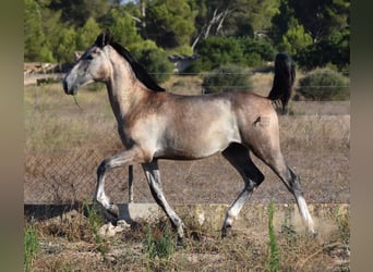 Andalusiër, Hengst, 1 Jaar, 165 cm, Schimmel
