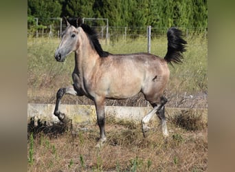 Andalusiër, Hengst, 1 Jaar, 165 cm, Schimmel
