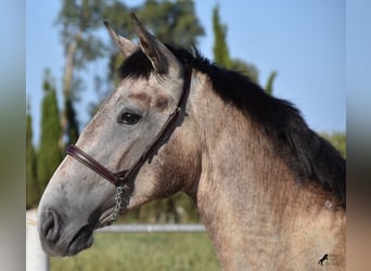 Andalusiër, Hengst, 1 Jaar, 165 cm, Schimmel