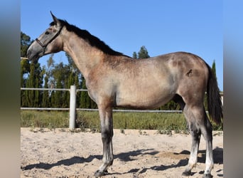 Andalusiër, Hengst, 1 Jaar, 165 cm, Schimmel
