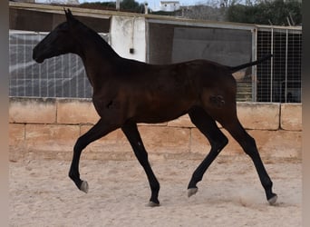 Andalusiër, Hengst, 1 Jaar, 168 cm, Zwart