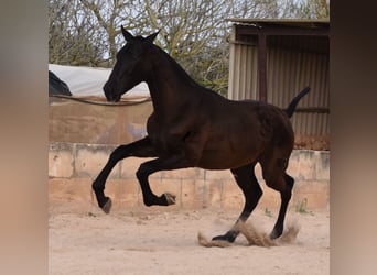 Andalusiër, Hengst, 1 Jaar, 168 cm, Zwart