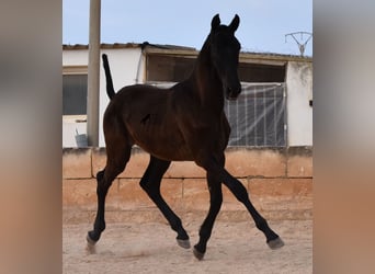 Andalusiër, Hengst, 1 Jaar, 168 cm, Zwart