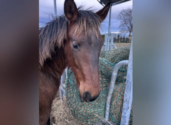 Andalusiër, Hengst, 1 Jaar, Bruin