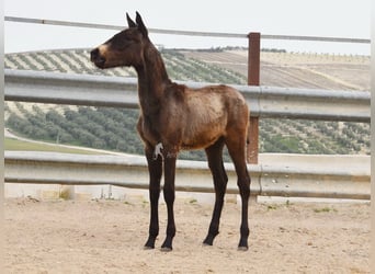 Andalusier, Hengst, 1 Jahr, 120 cm