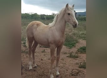 Andalusier, Hengst, 1 Jahr, 135 cm, Palomino