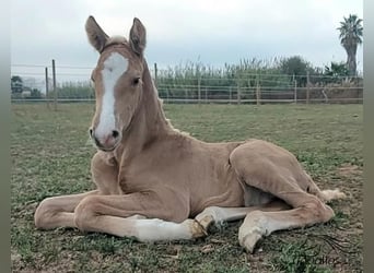 Andalusier, Hengst, 1 Jahr, 135 cm, Palomino
