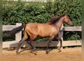 Andalusier, Hengst, 1 Jahr, 148 cm, Brauner