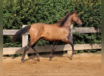 Andalusier, Hengst, 1 Jahr, 148 cm, Brauner