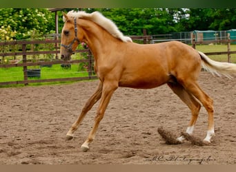 Andalusier, Hengst, 1 Jahr, 150 cm, Palomino