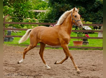 Andalusier, Hengst, 1 Jahr, 150 cm, Palomino