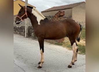 Andalusier, Hengst, 1 Jahr, 150 cm, Schecke