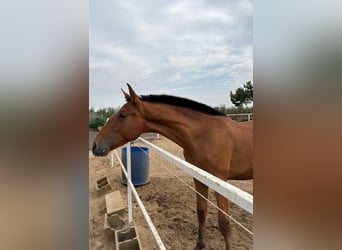 Andalusier, Hengst, 1 Jahr, 155 cm, Brauner