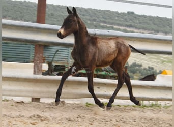 Andalusier, Hengst, 1 Jahr, 155 cm