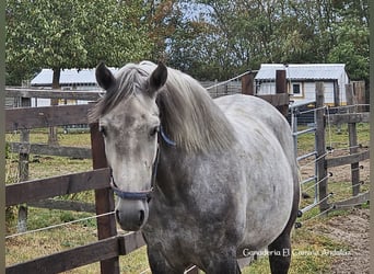 Andalusier, Hengst, 1 Jahr, 156 cm, Schimmel