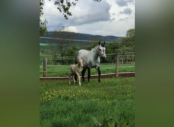 Andalusier, Hengst, 1 Jahr, 158 cm, Perlino