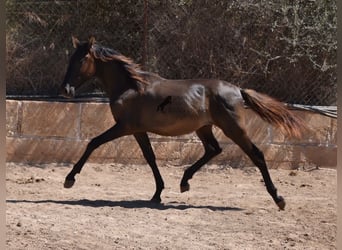 Andalusier, Hengst, 1 Jahr, 158 cm, Rappe