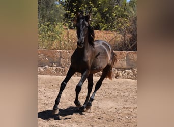 Andalusier, Hengst, 1 Jahr, 158 cm, Rappe