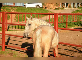 Andalusier, Hengst, 1 Jahr, 160 cm, Palomino