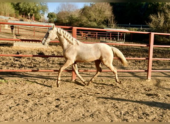 Andalusier Mix, Hengst, 1 Jahr, 160 cm, Palomino