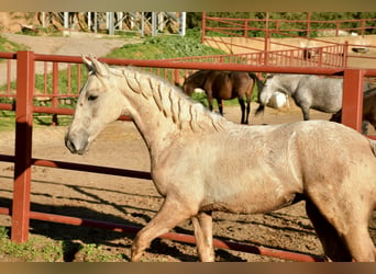 Andalusier Mix, Hengst, 1 Jahr, 160 cm, Palomino