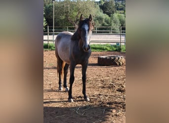 Andalusier, Hengst, 1 Jahr, 160 cm, Schimmel