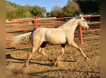 Andalusier, Hengst, 1 Jahr, 161 cm, Palomino