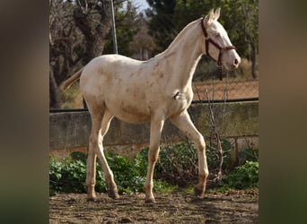 Andalusier, Hengst, 1 Jahr, 162 cm, Perlino
