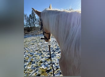 Andalusier Mix, Hengst, 1 Jahr, 163 cm, Palomino