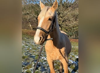 Andalusier Mix, Hengst, 1 Jahr, 163 cm, Palomino