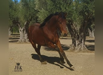 Andalusier, Hengst, 1 Jahr, 164 cm, Brauner