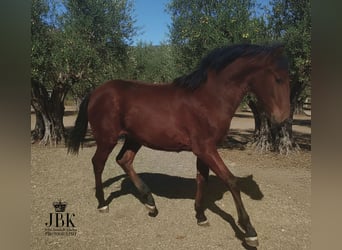 Andalusier, Hengst, 1 Jahr, 164 cm, Brauner