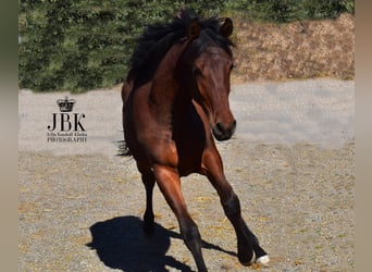 Andalusier, Hengst, 1 Jahr, 164 cm, Brauner