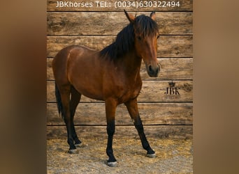 Andalusier, Hengst, 1 Jahr, 164 cm, Brauner