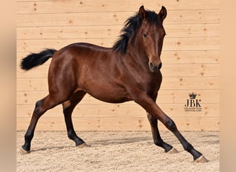 Andalusier, Hengst, 1 Jahr, 164 cm, Brauner