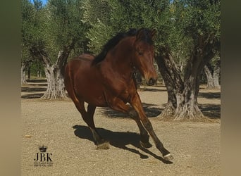 Andalusier, Hengst, 1 Jahr, 164 cm, Brauner