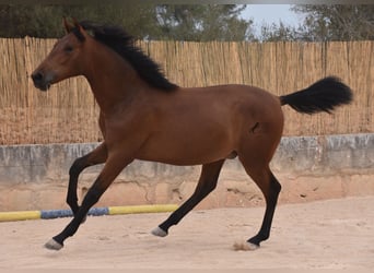 Andalusier, Hengst, 1 Jahr, 165 cm, Brauner