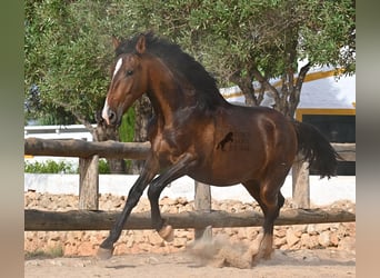 Andalusier, Hengst, 1 Jahr, 165 cm, Brauner