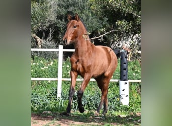 Andalusier, Hengst, 1 Jahr, 165 cm, Brauner