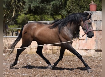Andalusier, Hengst, 1 Jahr, 165 cm, Rotschimmel