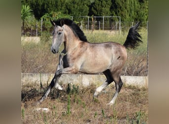 Andalusier, Hengst, 1 Jahr, 165 cm, Schimmel